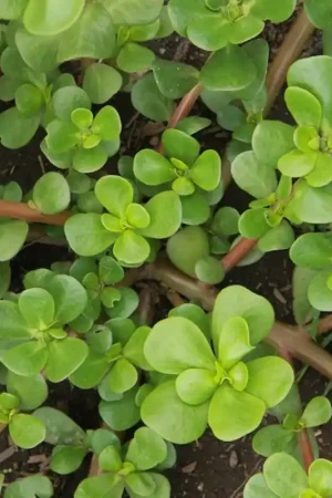 Zomerpostelein, Portulaca oleracea -zaden- - Veel gevraagd