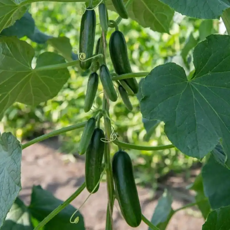 Trending - Snack-komkommer ‘Kaikura F1‘, Cucumis sativus -zaden-