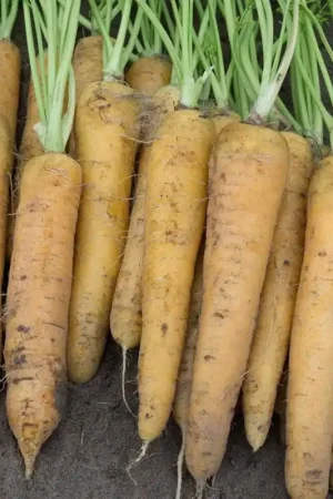 Zomerwortel ‘Yellowstone‘, Daucus carota -zaden- | Nieuw product