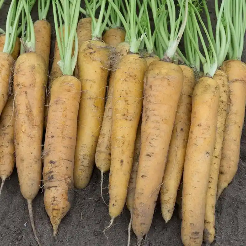 Zomerwortel ‘Yellowstone‘, Daucus carota -zaden- | Nieuw product