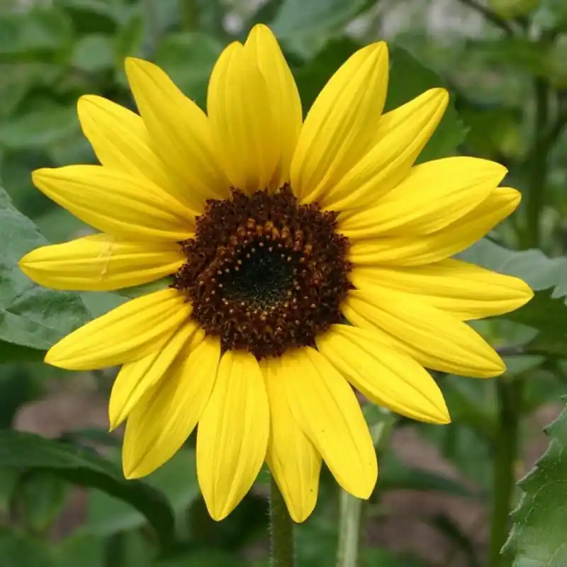 Veel gekozen - Zonnebloem, middel, geel, Helianthus annuus -zaden-