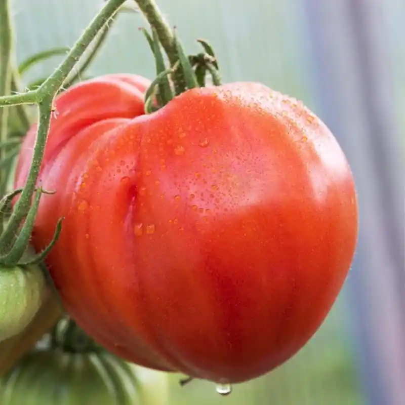 Vleestomaat ‘Coeur de Boeuf‘, Solanum lycopersicum -zaden- - Premiumkwaliteit