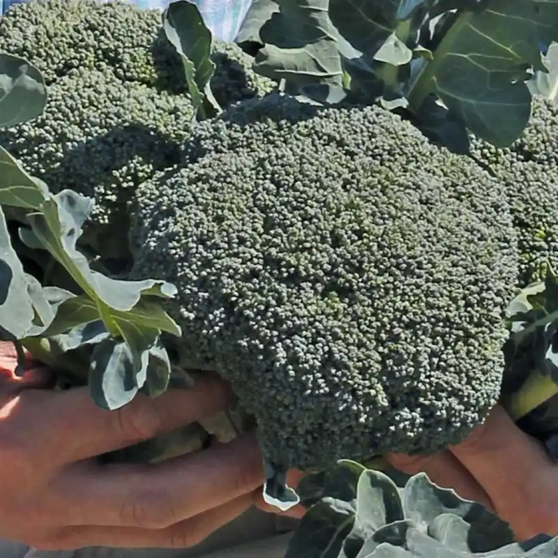 Broccoli ‘Covina F1‘, Brassica oleracea -zaden- - Voeg toe aan winkelwagen