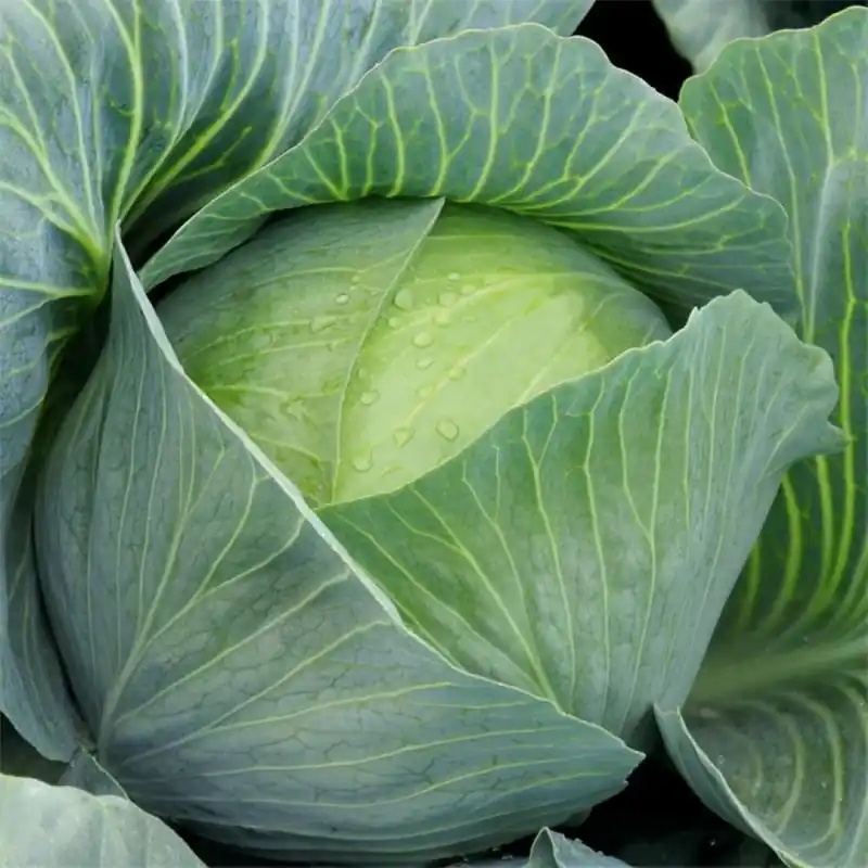 Prijs verlaagd | Witte kool ‘Impala F1‘, Brassica oleracea -zaden-