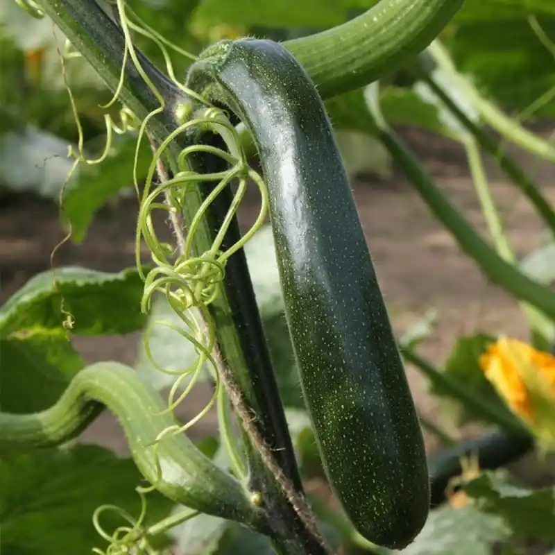 Nog maar een paar beschikbaar - Klimcourgette ‘Ola Escaladora’, Cucurbita pepo -zaden-