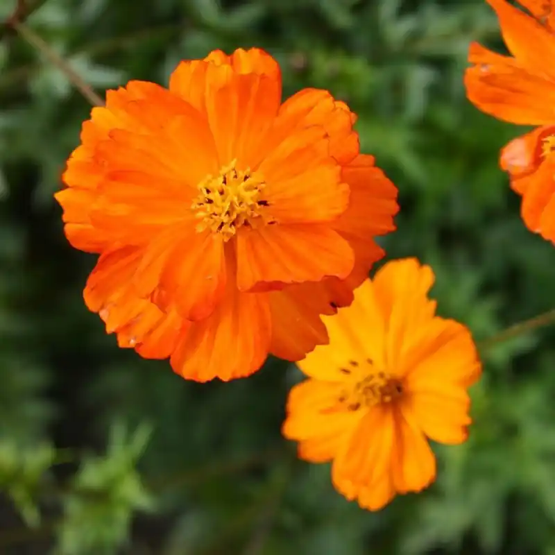 Eenvoudig retourneren - Cosmea, oranje, Cosmos sulphureus -zaden-