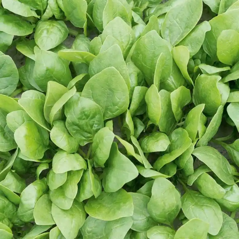 Spinazie ‘Renegade F1‘, Spinacia oleracea -zaden- - Mis het niet