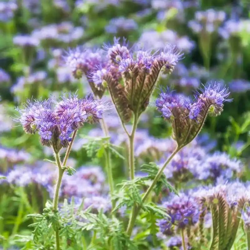 Phacelia - Groenbemester, Phacelia tanacetifolia -zaden- - Alleen deze week