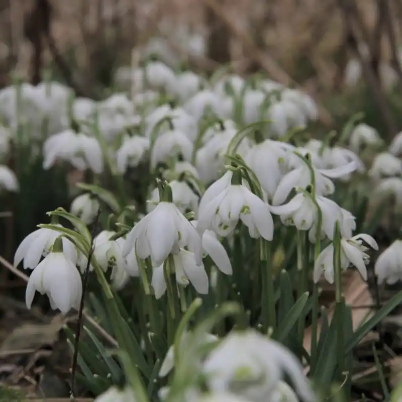 Net gelanceerd - Galanthus ‘Flore Pleno‘ -in the green-