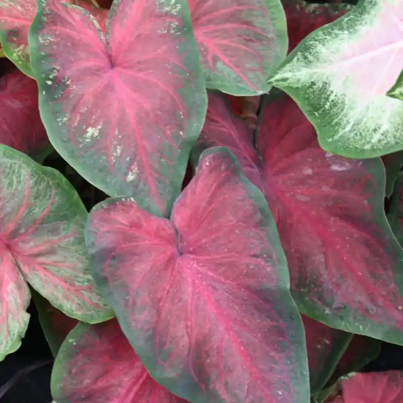 Direct bestellen | Caladium ‘Royal Flush‘ ®
