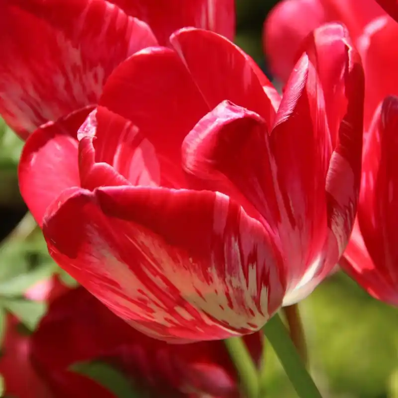 Tulipa ‘Sieraad van Flora‘ - Online bestellen