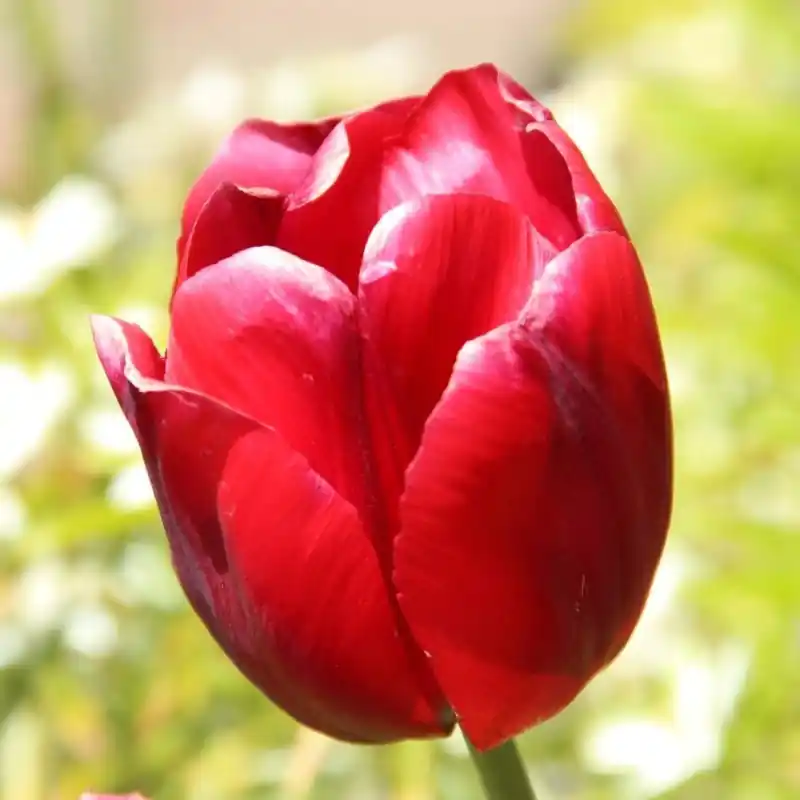 Tulipa ‘Thorbecke‘ | Speciale deal