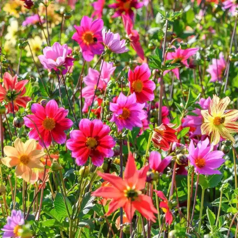 Dahlia ‘Bee Friendly Mix‘ - Snelle levering