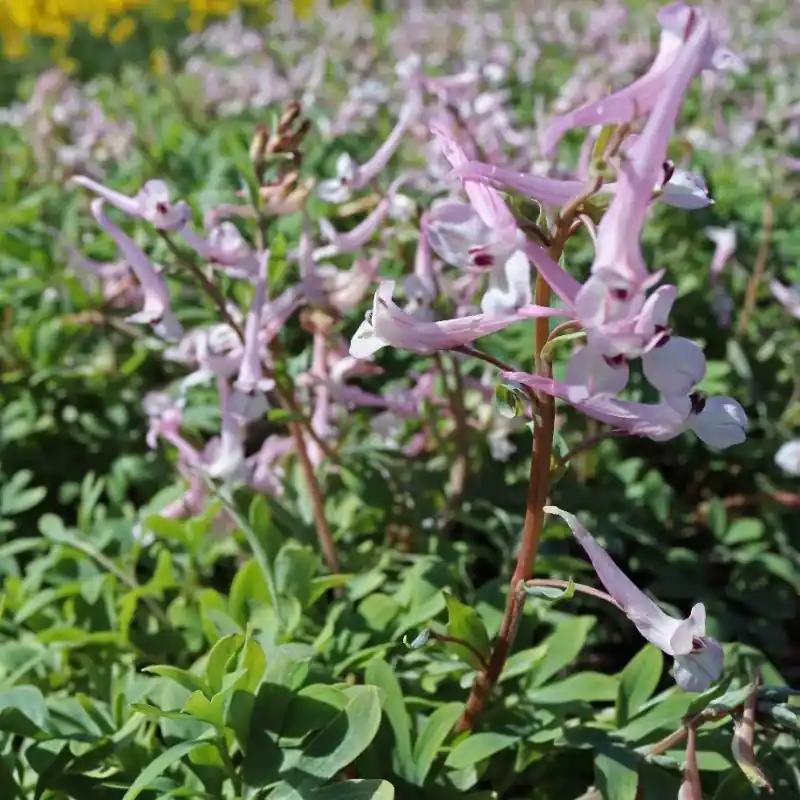 Corydalis glaucescens x schanginii | Klaar voor verzending