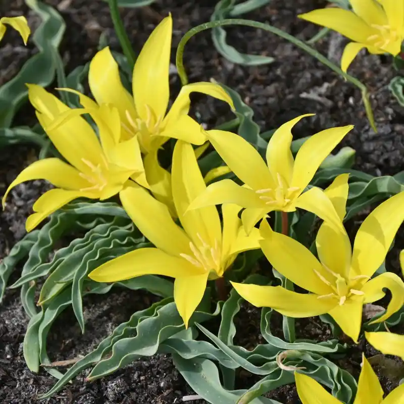 Tulipa zonneveldii | Favoriet van klanten