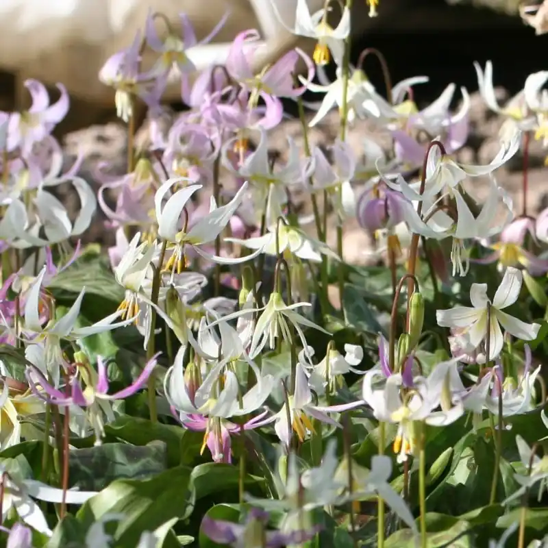 Topdeal | Erythronium californicum -Hybrids-