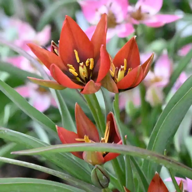 Bespaar nu | Tulipa aucheriana ‘Mara‘