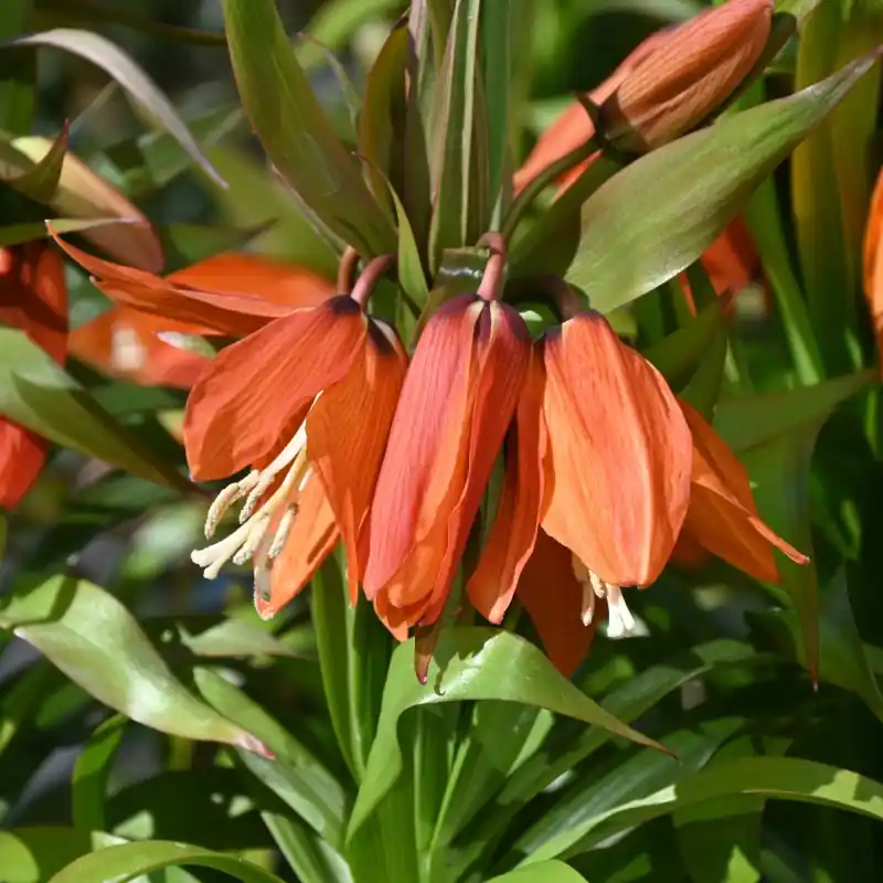 Superprijs | Fritillaria eduardii ‘Sunrise‘