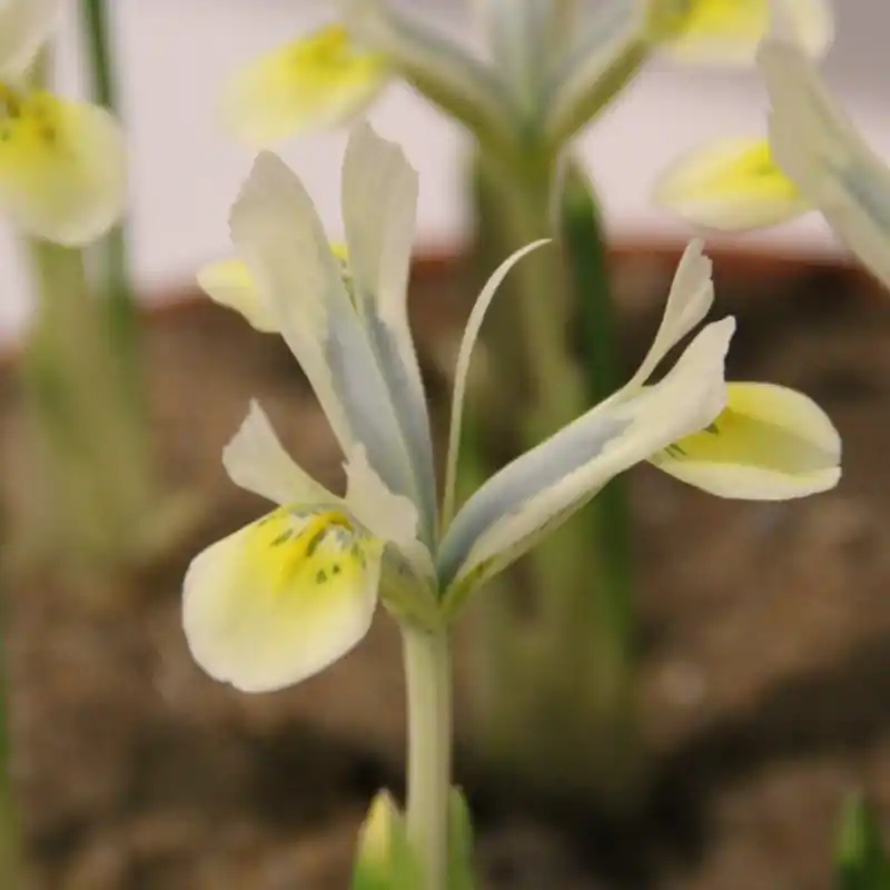 Bestelbaar | Iris reticulata ‘Sunbeam‘
