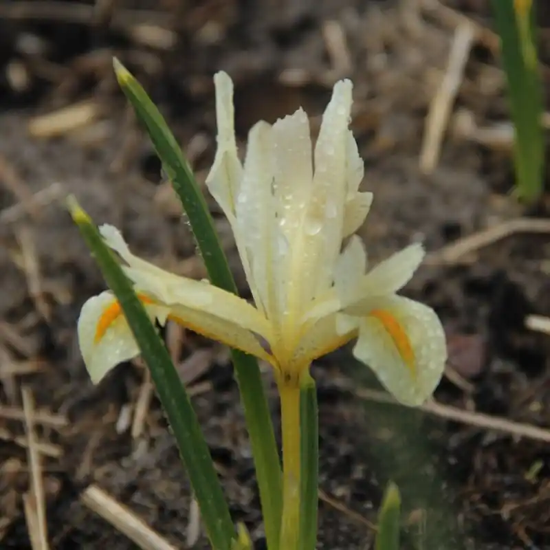 Iris ‘Louise‘ | Speciale aanbieding