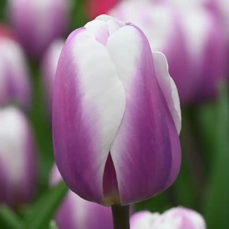Erg populair | Tulipa ‘Librije‘