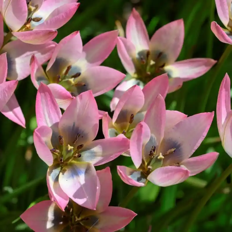 Vanaf nu beschikbaar - Tulipa ‘Danique‘