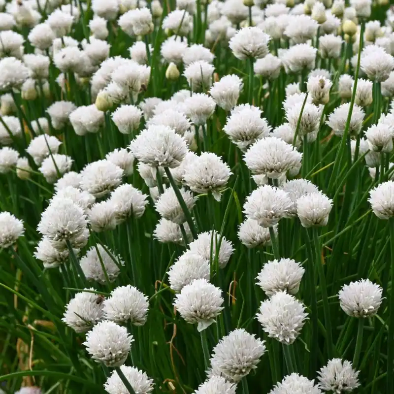 Net binnen | Allium schoenoprasum ‘Colesbourne Giant‘
