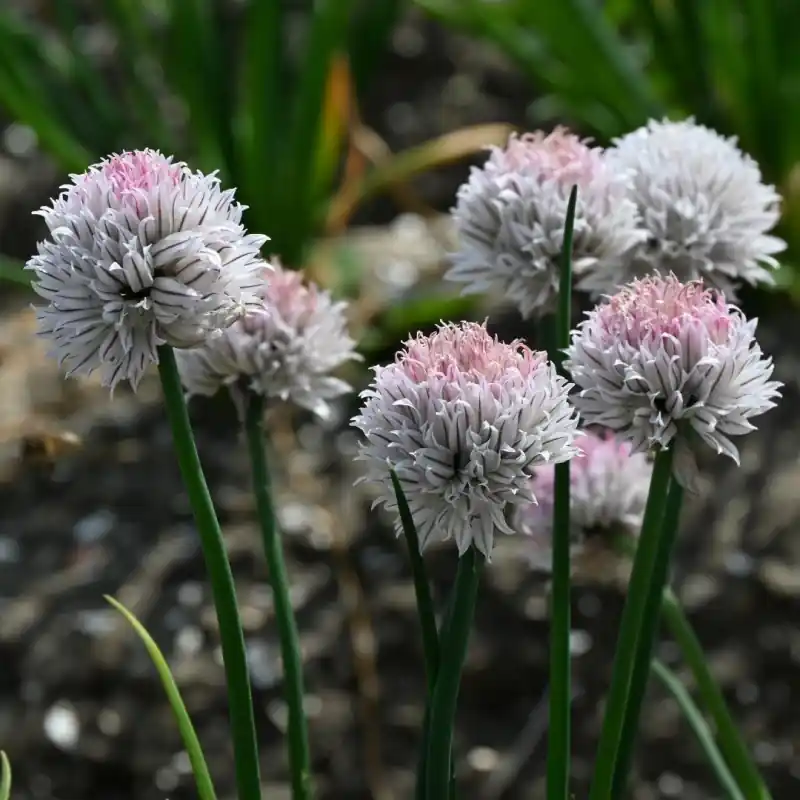 Allium schoenoprasum ‘Black Isle Blush‘ - Topprijs