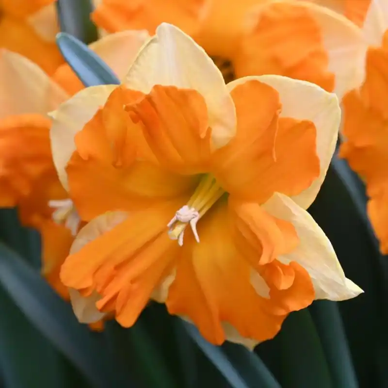 Narcissus ‘Outright Orange‘ | Flitsaanbieding