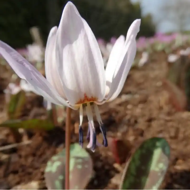 Erythronium dens-canis ‘White Splendour‘ | Bestel nu
