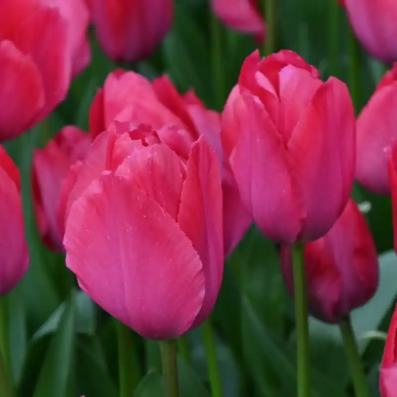 Bespaar nu - Tulipa ‘Lady van Eijk‘