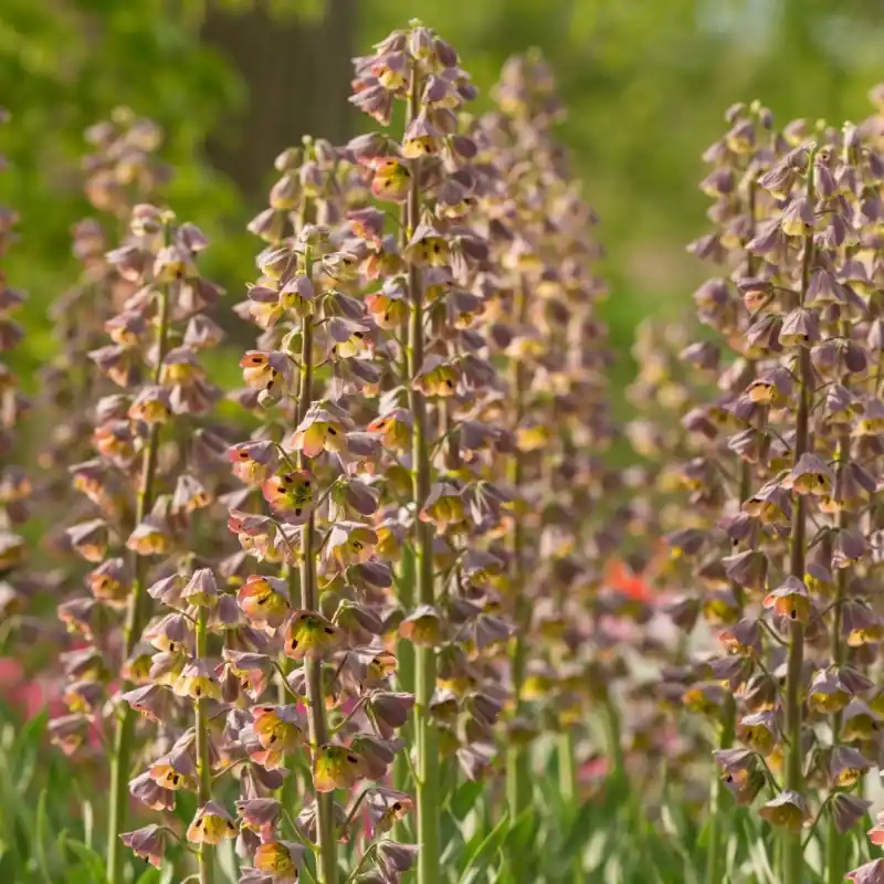 Voordeelprijs | Fritillaria persica ‘Magic Bells‘