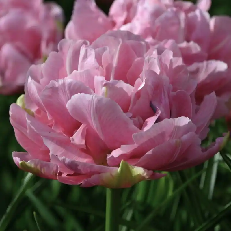 Tulipa ‘Aveyron‘ | Klaar voor verzending