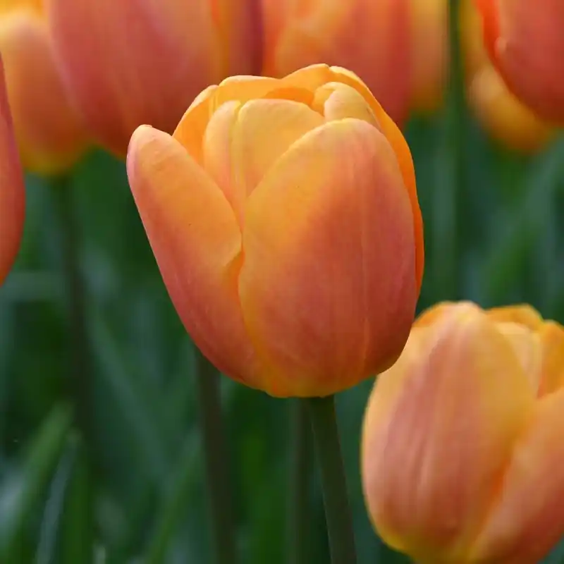 Nieuw in de shop | Tulipa ‘Bellville‘