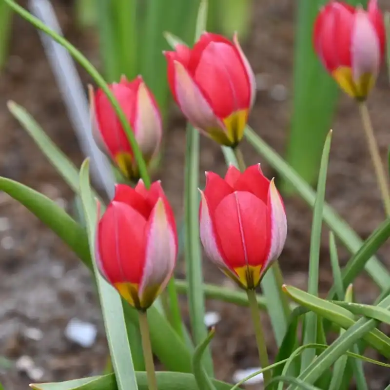 Tulipa humilis ‘Red Beauty‘ | Nu beschikbaar