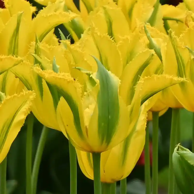 Tulipa ‘Green Mile‘ | Veel gevraagd