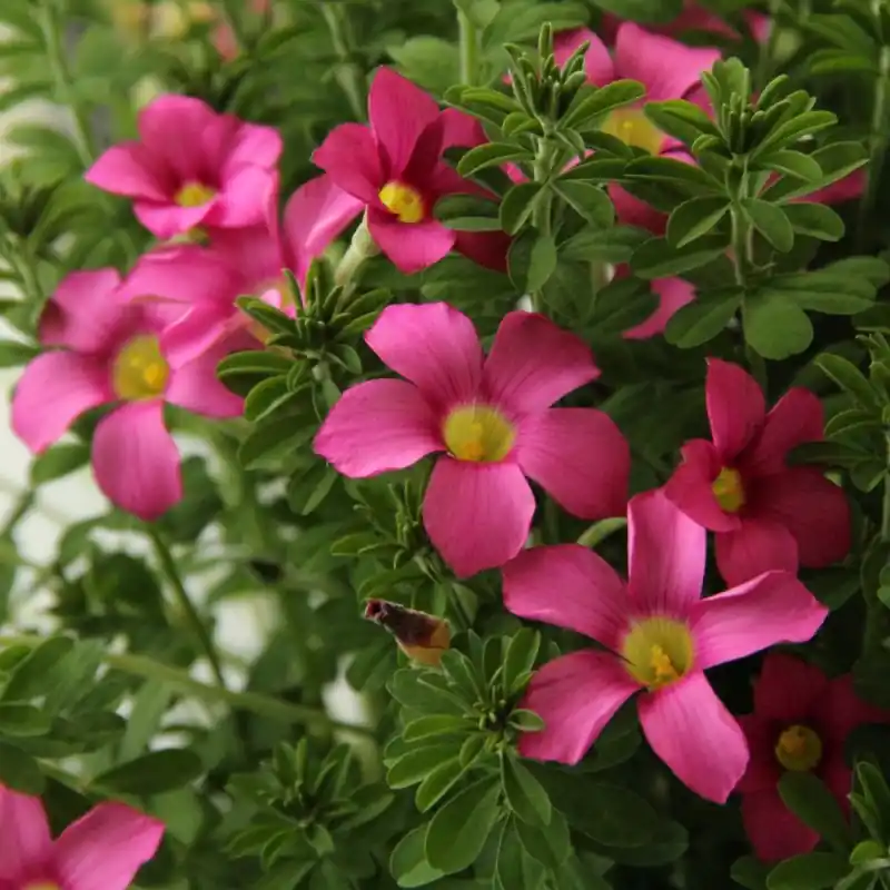 Oxalis hirta ‘Gothenburg‘ - Online kopen