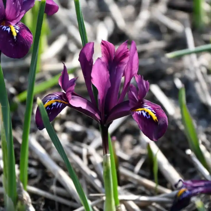Iris reticulata ‘Rejoice‘ - Dagdeal