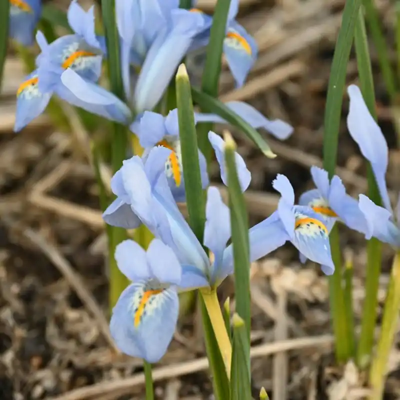 Tijdelijke actie - Iris reticulata ‘Blue Planet‘