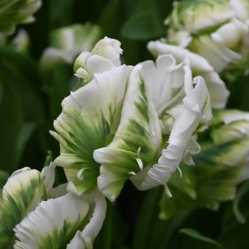 Tulipa ‘Super Parrot‘ ® | Scherpe prijs