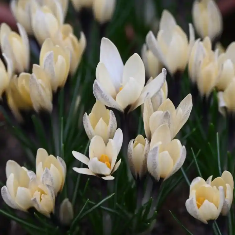 Crocus korolkowii x ‘Karelia‘ | Aanrader