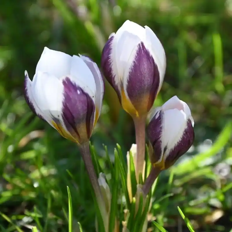 Hoog gewaardeerd | Crocus biflorus ‘Violet Fog‘