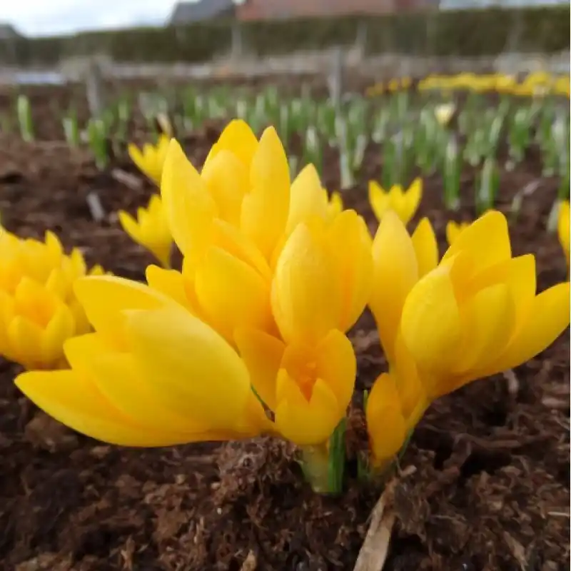 Crocus chrysanthus ‘Uschak Orange‘ - Verlaagde prijs