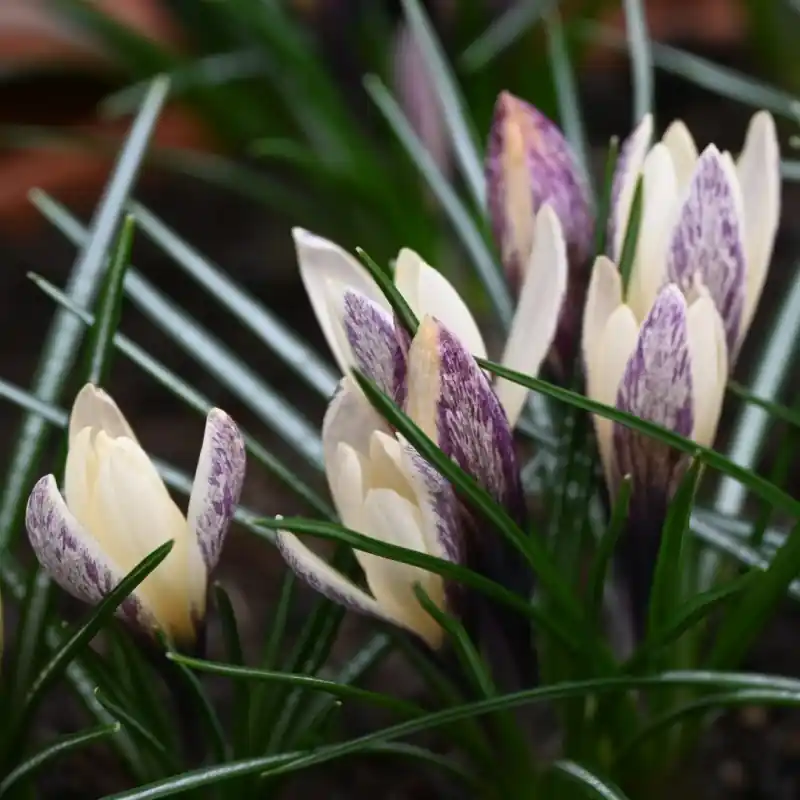 Crocus korolkowii x ‘Fresco‘ | Nog maar enkele beschikbaar