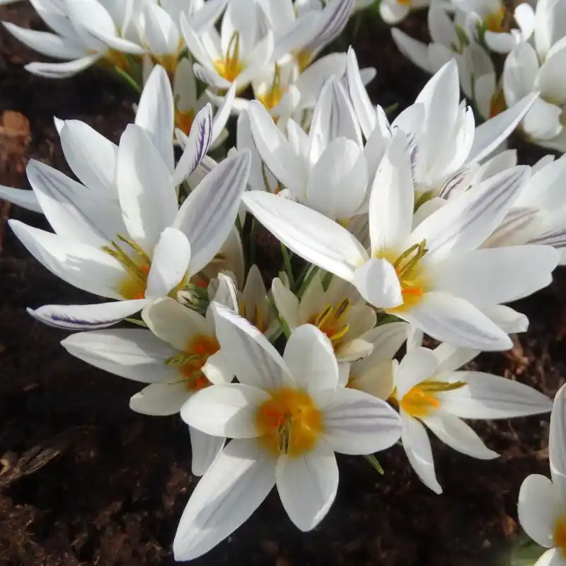 Crocus taseliensis | Bestseller