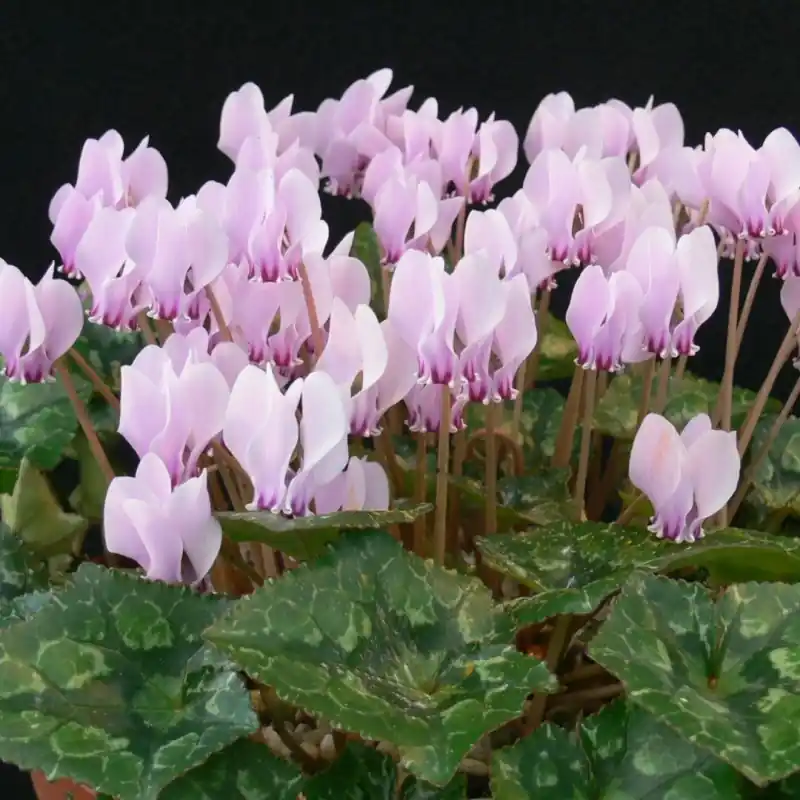 Cyclamen hederifolium subsp. crassifolium | Aanbieding