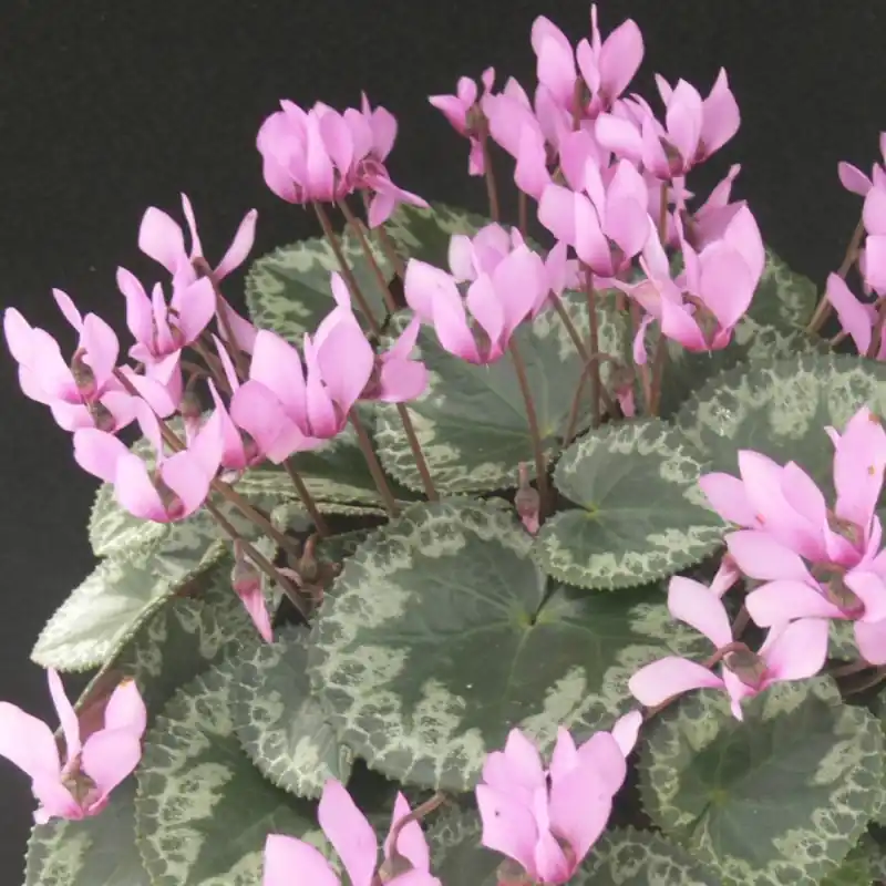 Cyclamen colchicum. | Topproduct