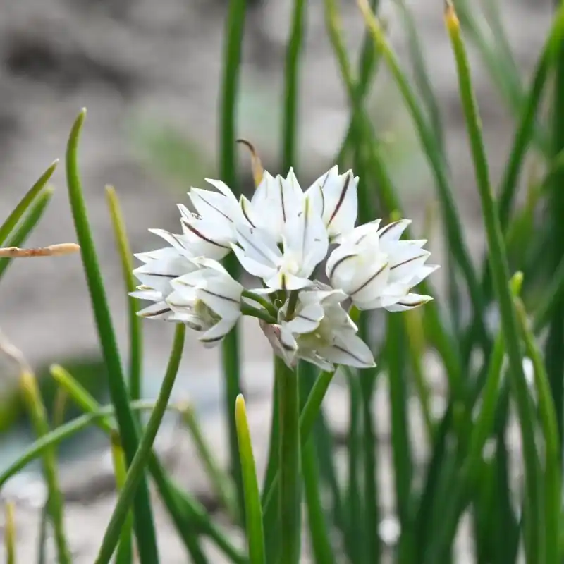 Allium haematochiton | Topkwaliteit