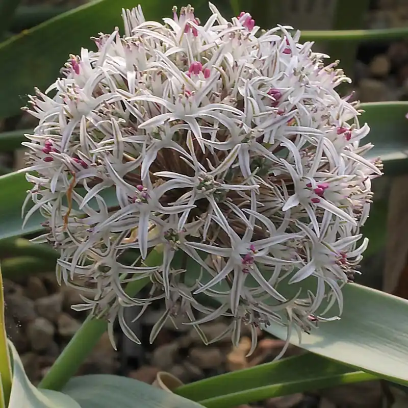 Allium breviscapum - Tijdelijk aanbod