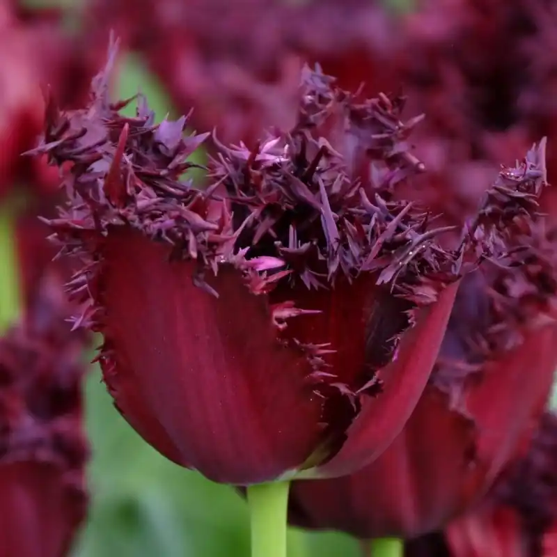 Tulipa ‘Labrador‘ - Slechts tijdelijk